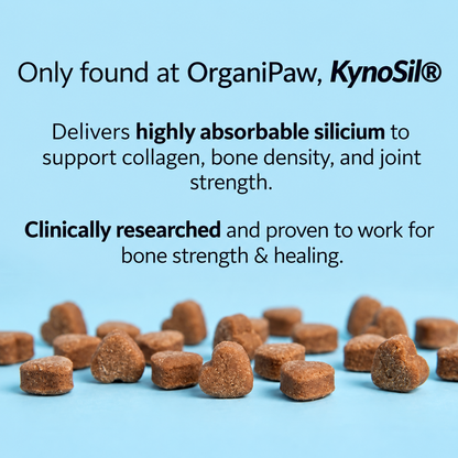 Joint, Hip & Spine – Powered By Kynosil®